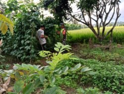 Babinsa Posramil 06 Bubon Bantu Panen Kacang Panjang di Desa Binaan