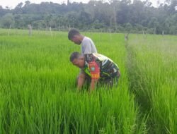 Babinsa Turun Sawah, Cek Hama Padi untuk Mendukung Ketahanan Pangan