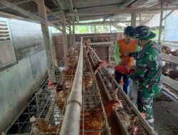 Prajurit Kodim 1003/HSS Berhasil Menciptakan Lapangan Kerja Sampingan Dengan Peternakan Ayam Petelur