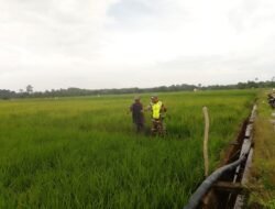 Babinsa Bersama Petani Pantau Perkembangan Padi di Desa Binaan