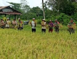 Wujudkan Ketahanan Pangan, Babinsa Koramil 1509-04/Maffa lakukan Panen Raya bersama Kelompok Tani