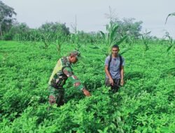 Babinsa Bantu Warga Pengecekan dan penyemprotan pada Tanaman Kacang Tanah