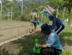 Babinsa Manokwari Utara Dampingi Petani Rawat Tanaman Kacang Tanah