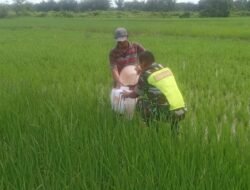 Babinsa Koramil 09/Samatiga Serda Heru Santoso Membantu Pok Tani Menyemprot Padi