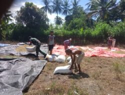 Tingkatkan Perekonomian Warganya, Babinsa Sidey Bantu Petani Jemur Padi
