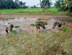 Kodim 1003/HSS Dukung Swasembada Pangan dengan Membantu Petani Menanam Padi