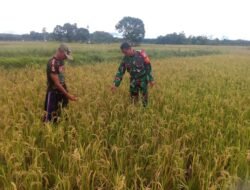 Babinsa Mengecek Pertumbuhan dan Perkembangan Tanaman Padi Milik Warga