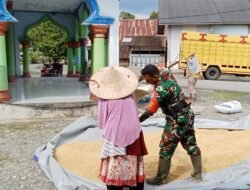 Babinsa Bantu Warga Menjemur Hasil Panen Padi Bersama Warga Desa Binaan