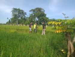 Bersama Petani Babinsa Pantau Perkembangan Padi yang Mulai Merisi