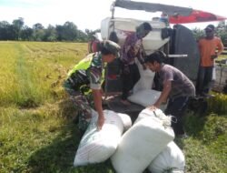 Babinsa Koramil 0105-10/Woyla Barat, Serda Hendri Saputra Dampingi Petani Panen Padi dengan Hasil Maksimal