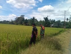 Pendampingan Babinsa dalam Pengecekan Tanaman Padi Milik Warga
