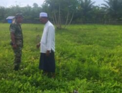 Babinsa Setia Bakti Bantu Petani Semangka Tingkatkan Hasil Panen