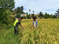 Babinsa Posramil 06 Bubon Melaksanakan Pengecekan Padi bersama Petani di Desa Binaannya