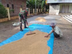 Babinsa Koramil 0105-10/Woyla Barat, Sertu Sutrisno, Bantu Jemur Padi Hasil Panen di Desa Kulam Kaju