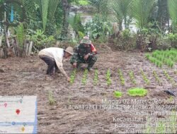 Meningkatkan Produktivitas Pertanian, Babinsa Koramil 1005-11/Tabunganen Lakukan Pendampingan LTT