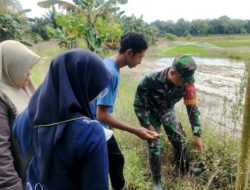 Sinergitas TNI Dengan Masyarakat: Babinsa Koramil 1003-05/Sungai Raya dan Petani Berkolaborasi Mengatasi Hama Tanaman Padi