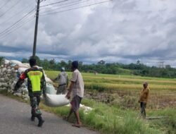 Gotong Royong Babinsa dan Petani: Panen untuk Negeri