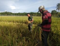 Bersama Pok Tani, Babinsa Koramil 09/Samatiga Kopda Hendrawan Memanen Padi