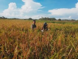 Tingkatkan Program Pemerintah melalui Swasembada Pangan, Babinsa Bantu Petani Panen Padi