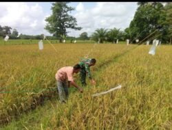 Pendampingan Babinsa: Upaya Meningkatkan Hasil Panen Petani