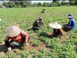 Menanam Harapan di Bawah Terik: Kisah di Ladang Kacang Tanah