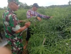 Sukseskan Ketahanan Pangan, Babinsa Dampingi Petani Cabai Merah di Wilayah Binaannya