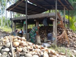 Di Bulan Suci Ramadhan, Babinsa Koramil 1509-05/Kayoa Komsos dan Bantu Petani Kopra di Desa Binaan