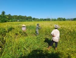 Wujud Nyata Pendampingan Ketahanan Pangan, Babinsa Bantu Petani Panen Padi di Desa Binaan