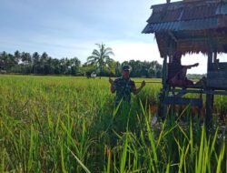 Agar Hasil Panen Melimpah, Babinsa Bantu Petani Usir Hama Burung di Sawah