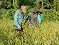 Sukseskan Ketahanan Pangan, Babinsa Bantu Petani Panen Padi