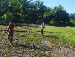Bantu Petani Basmi Hama Keong Mas, Babinsa Terjun Langsung Ke Sawah