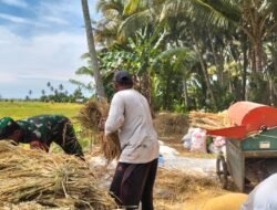 Mendukung Swasembada Pangan, Babinsa Bantu Petani Rontokan Padi Menggunakan Mesin