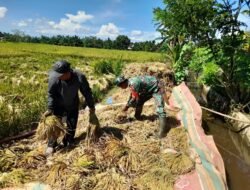 Dukung Ketahanan Pangan, Babinsa Koramil Teunom Bantu Petani Panen Padi