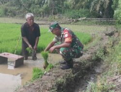 Percepat Masa Tanam, Babinsa Setia Bakti Bantu Petani Cabut Bibit Padi
