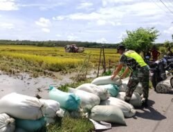 Babinsa Dikerahkan untuk Cegah Tengkulak, Beli Gabah Murah dari Petani