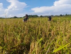 Sukseskan Ketahanan Pangan, Babinsa Bantu Petani Panen Padi