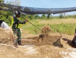 Babinsa Koramil 09/Samatiga Berperan Aktif dalam Membantu Petani Merontokan Padi