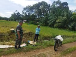 Tingkatkan Program Ketahanan Pangan, Babinsa Komsos dengan Petani Padi