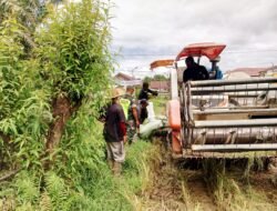 Babinsa Dampingi Petani Panen Padi dengan Menggunakan Mesin Modern
