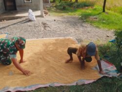 Babinsa Koramil 06/Teunom Bantu Petani Menjemur Padi