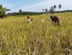 Sukseskan Ketahanan Pangan, Babinsa Koramil 06/Teunom Bantu Petani Panen Padi