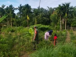 Babinsa Koramil 03/Setia Bakti Bantu Warga Panen Cabe Hijau