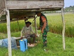 Tingkatkan Program Ketahanan Pangan, Babinsa Komsos dengan Petani Padi