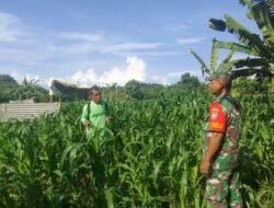 Berantas Gulma, Babinsa Bantu Petani Semprot Hama pada Tanaman Jagung
