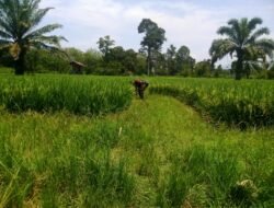 Babinsa Panga, Dampingi Petani Pantau Perkembangan Padi