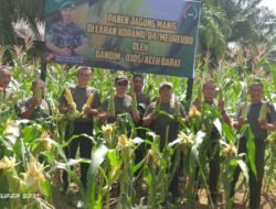 Dandim 0105/Abar Dukung Ketahanan Pangan, Panen Jagung Manis di Lahan Koramil