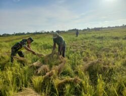 Babinsa Koramil 08/Arongan Lambalek Bantu Warga Panen Padi di Desa Kubu