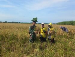 Babinsa Koramil 0823/01 Kota Bantu Petani, Tingkatkan Produktivitas Padi