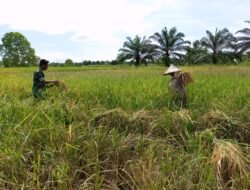 Hadir Ditengah-tengah Petani, Babinsa Posramil Darul Hikmah Berikan Semangat