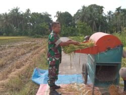 Babinsa Koramil 09/Samatiga, Serda Heru Santoso, Turut Bantu Proses Rontokkan Padi di Desa Leubok
